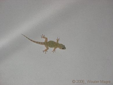 Kleine broer, 's nacht op bezoek