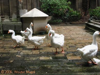 Gansen in een kloostergang